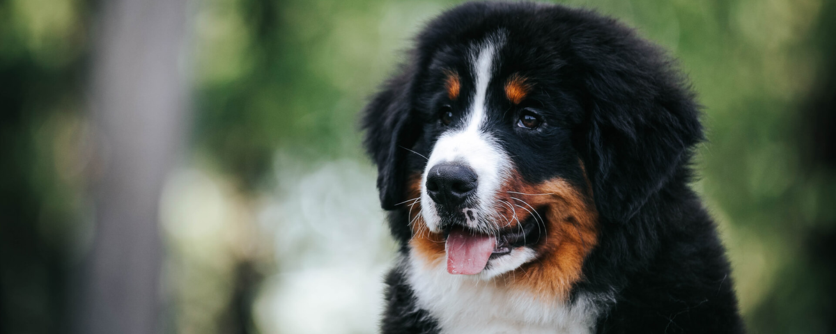 Щенок крупной породы