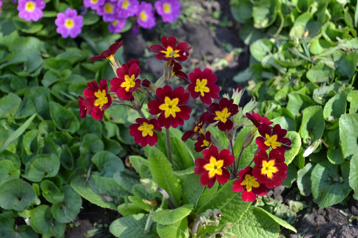 фото из личного сада