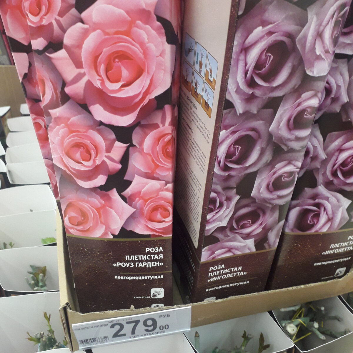 Валберис розы саженцы. Саженцы роз в Ашане. Саженцы роз в коробке. Розы из Ашана. Ашан цветы розы.