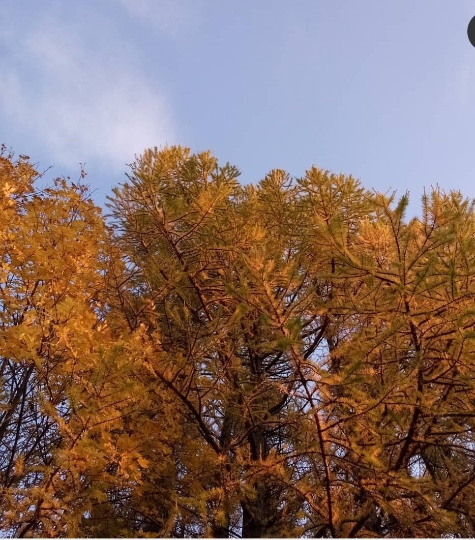 Прогулка по снт. Рядом был лес