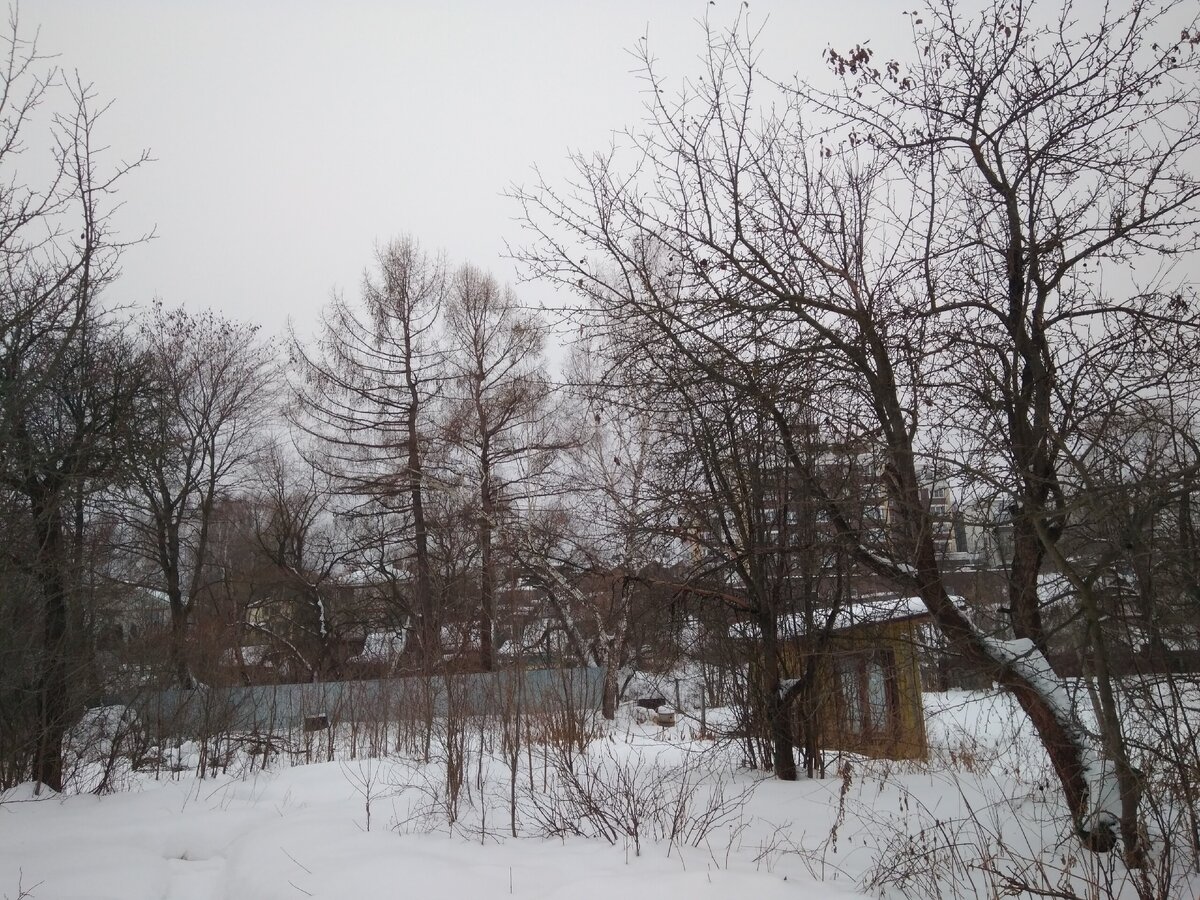 Тут видно сразу две яблони - обе с правого края фотографии. Очень сильно заросли.