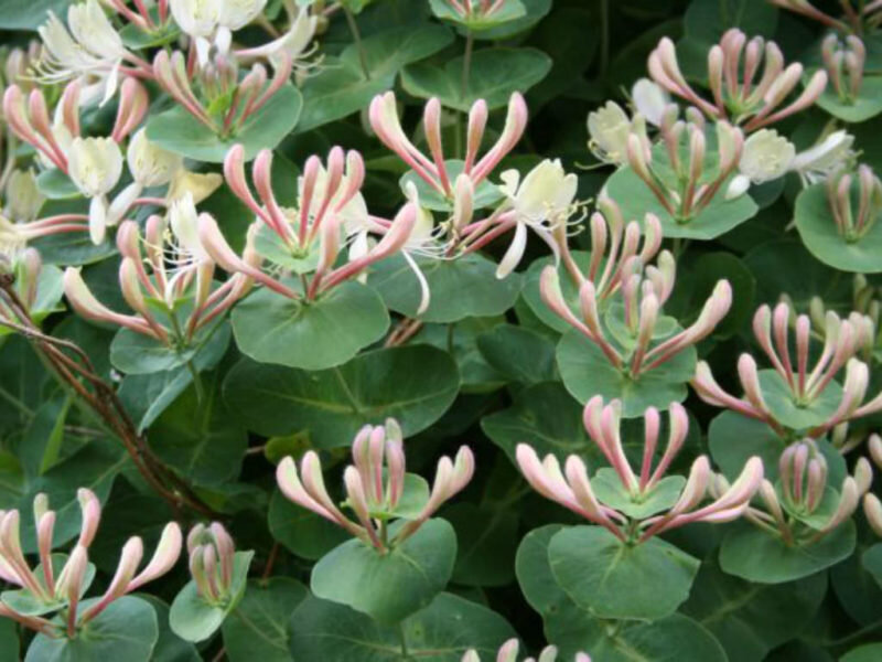 Каприфоль (Фото с worldoffloweringplants.com)