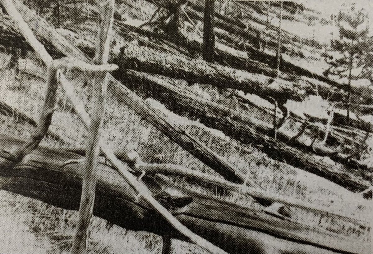 “Ореольный  бурелом” в районе падения Тунгусского метеорита. 1929 года