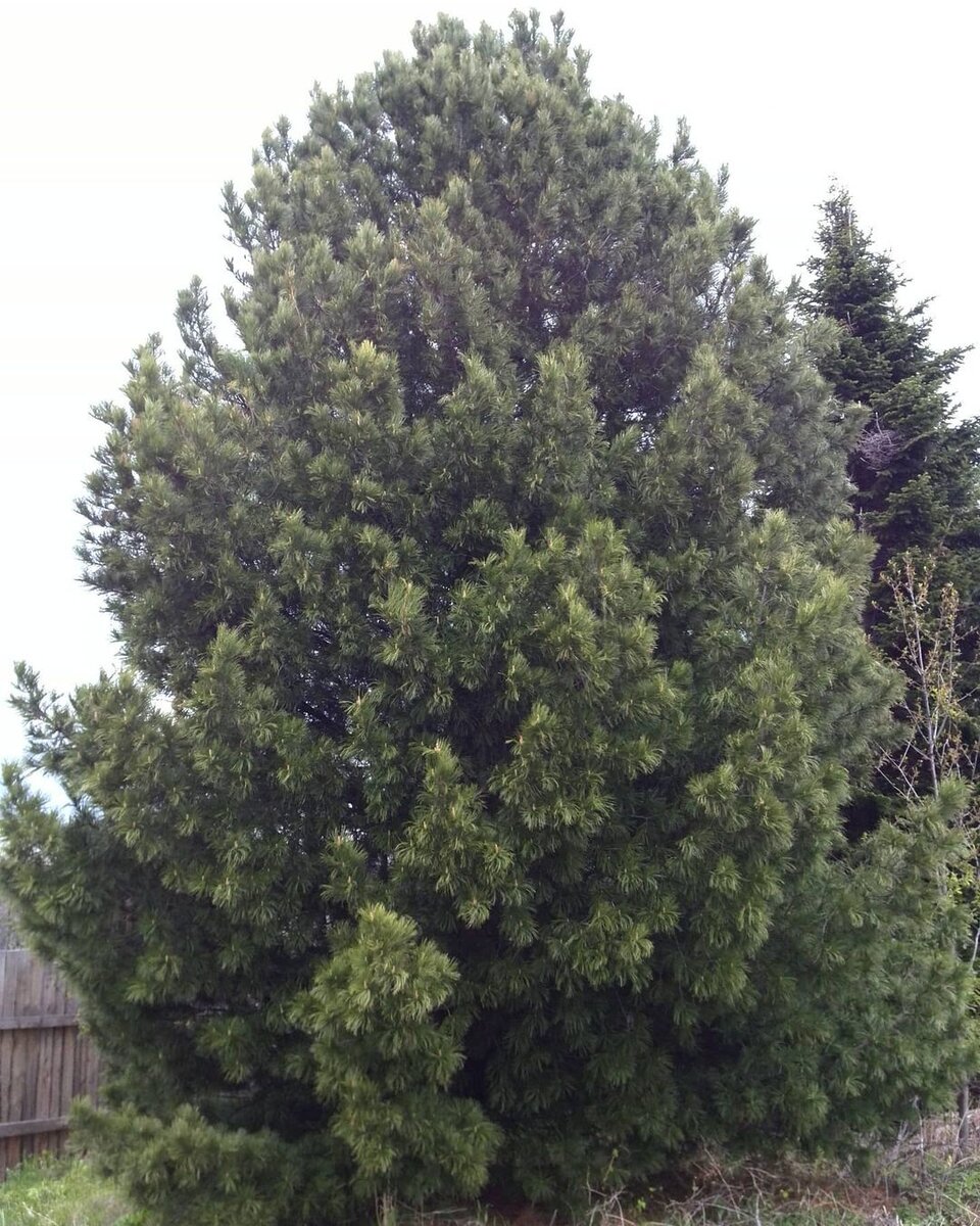 Сосна обыкновенная крупномер. Кедровый краснодарский край. Сосна корейская плодоношение. Кедровый краснодарский край. Кедр ливанский никитский ботанический сад.