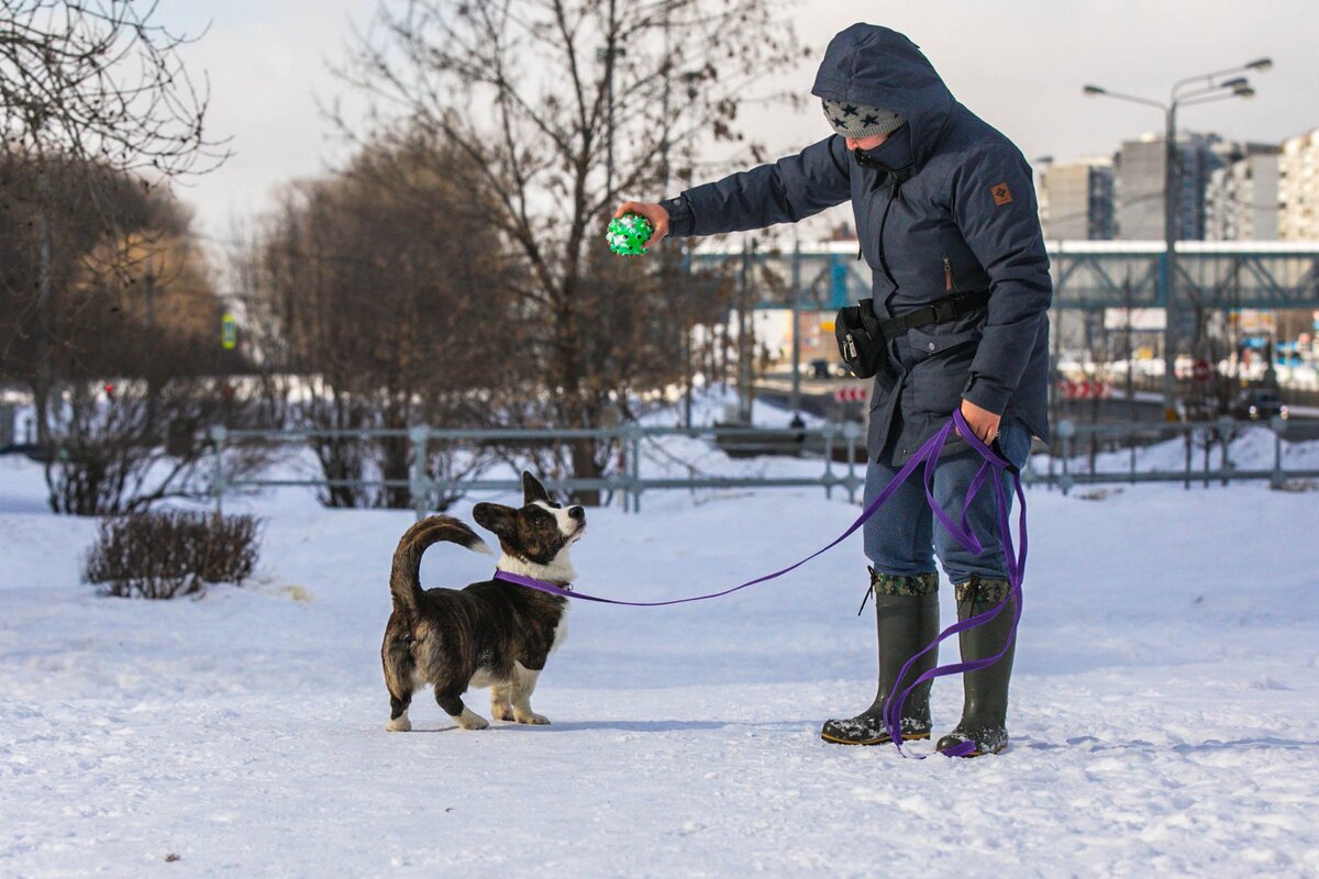 Тонни. Вельш корги кардиган. 8 месяцев