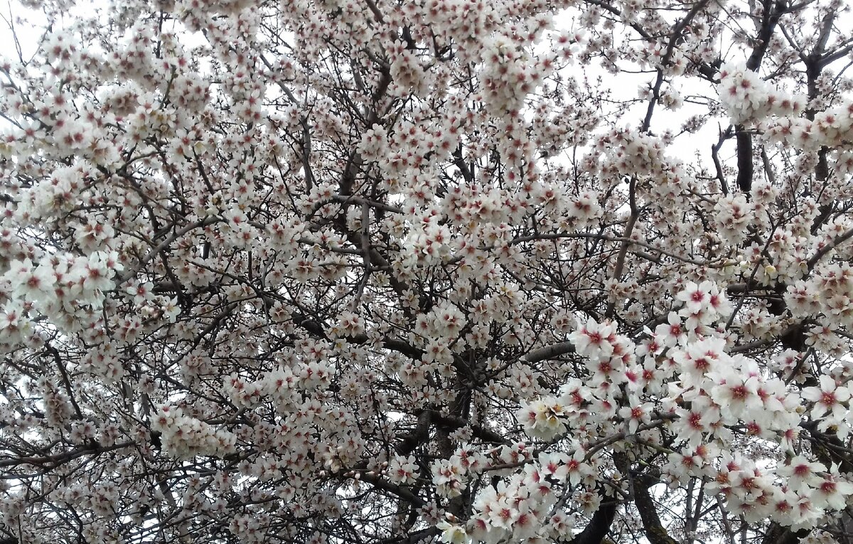 Миндаль. Фото автора 