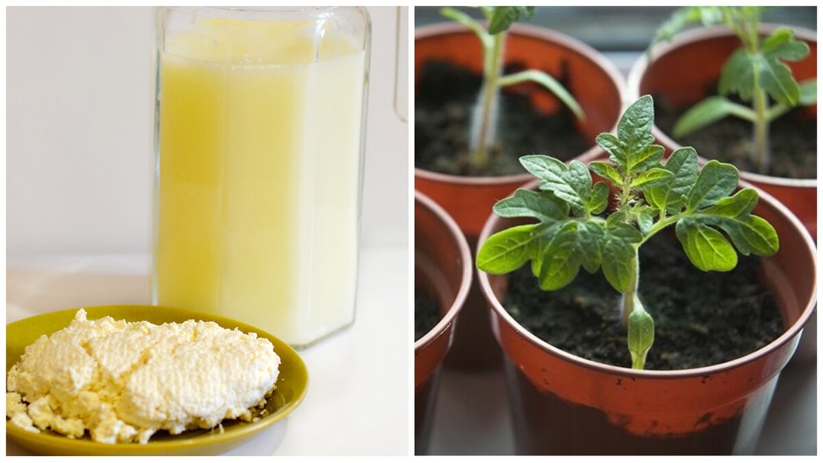 сыворотка молочная для растений