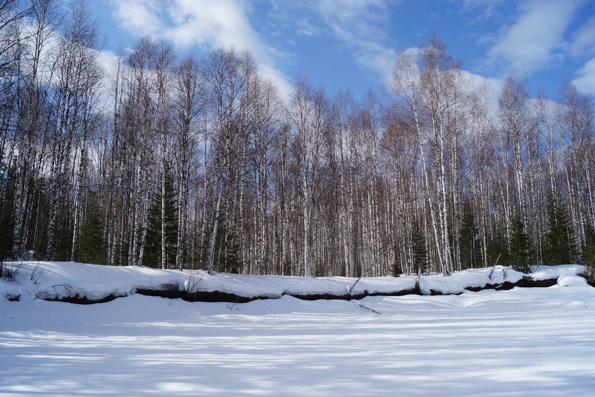 Березняк на берегу реки Вонъю