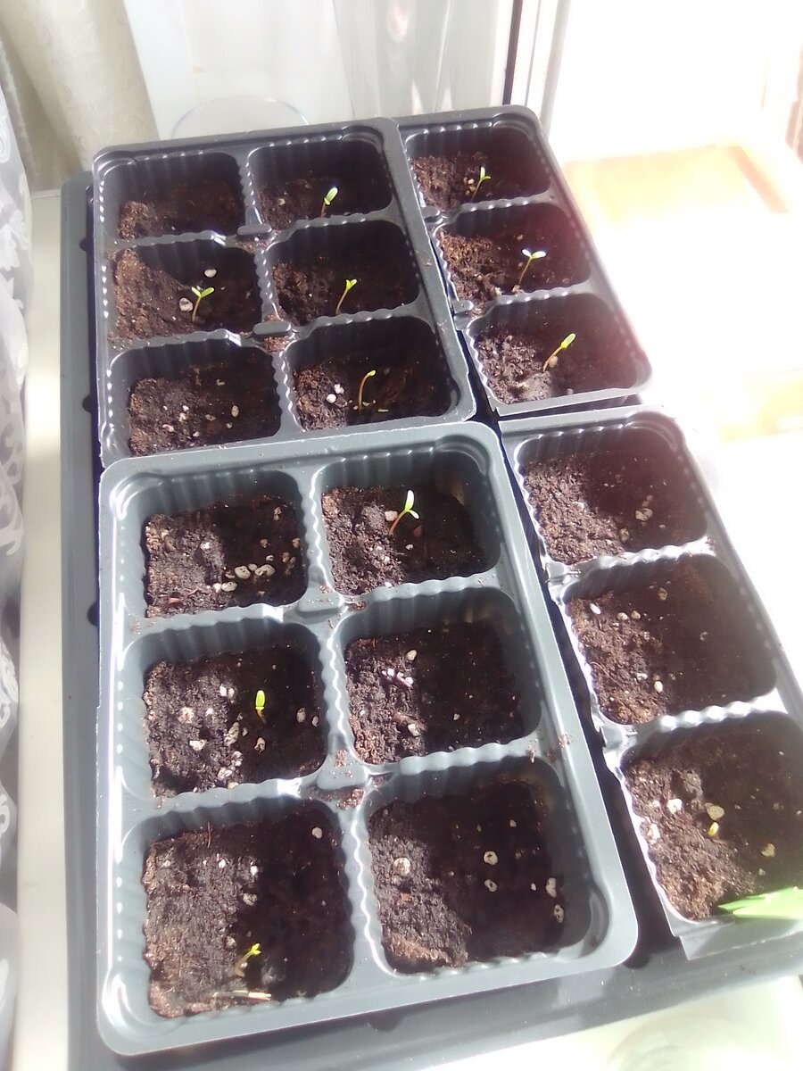 Фото автора. Одна из кассет с бархотками.