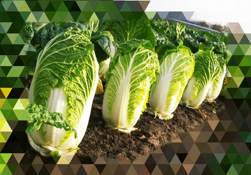 Пекинская капуста