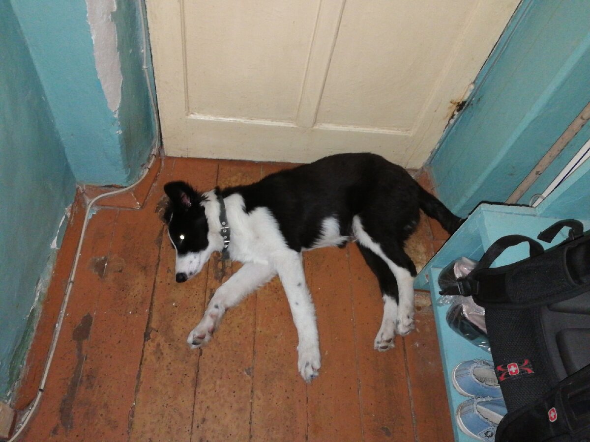 4-ых месячный щенок