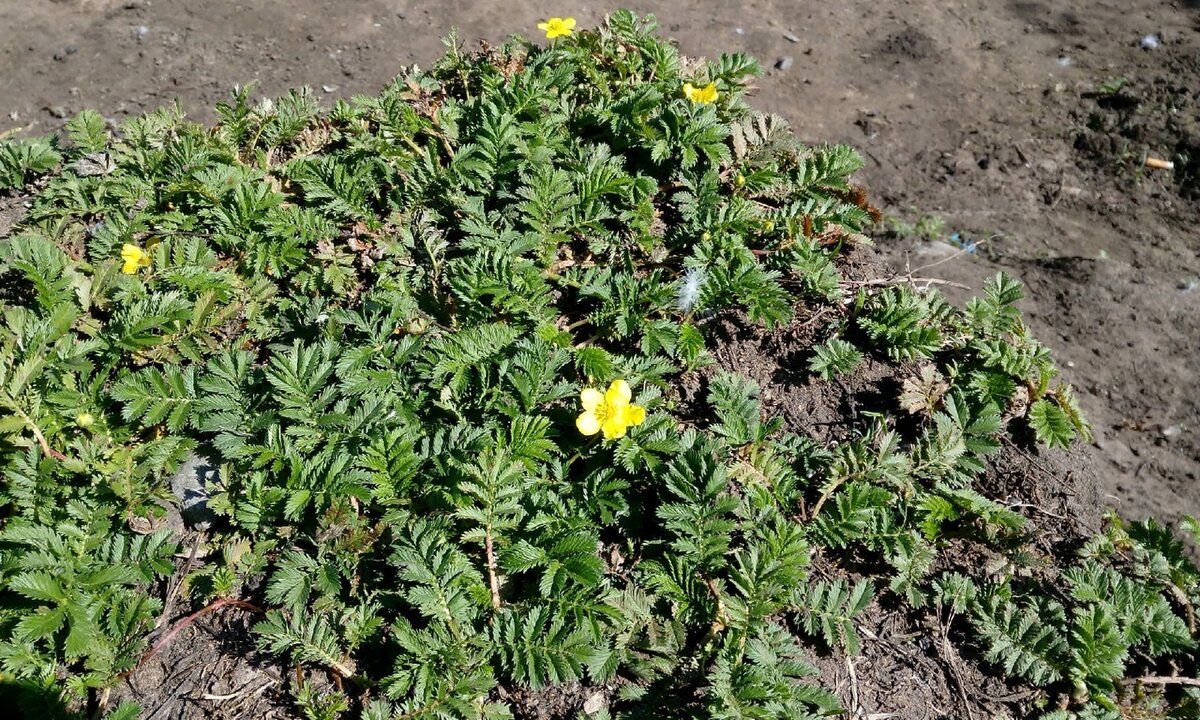 Фото Мальневой Александры цветет лапчатка гусиная 22 апреля 2021 года