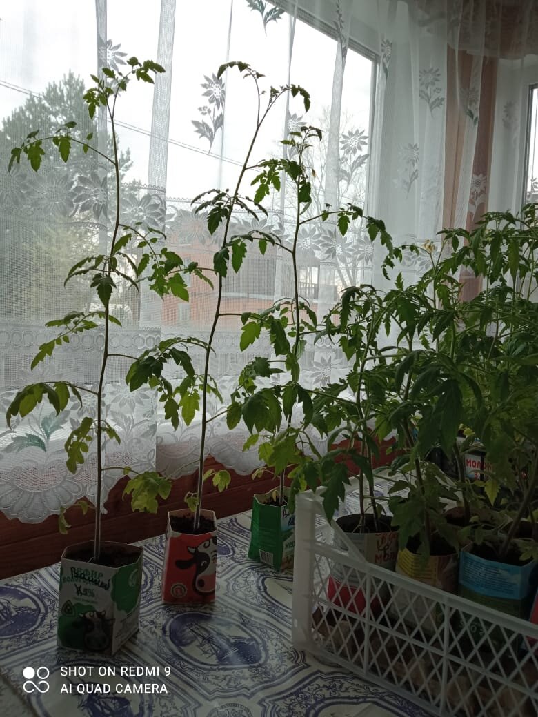 10 мая 2021 года моя рассада томатов.