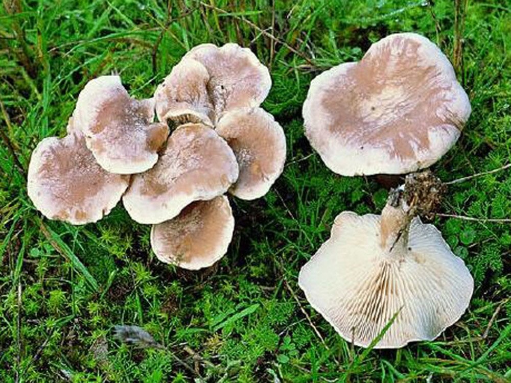 Редовка тг. Говорушка беловатая (Clitocybe dealbata). Говорушка беловатая (Clitocybe rivulosa)съедобная???. Рядовка Чешуйчатая съедобная. Говорушка красноватая.