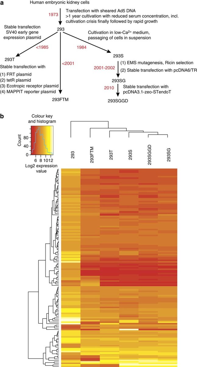 Профиль экспрессии клеточной линии НЕК 293