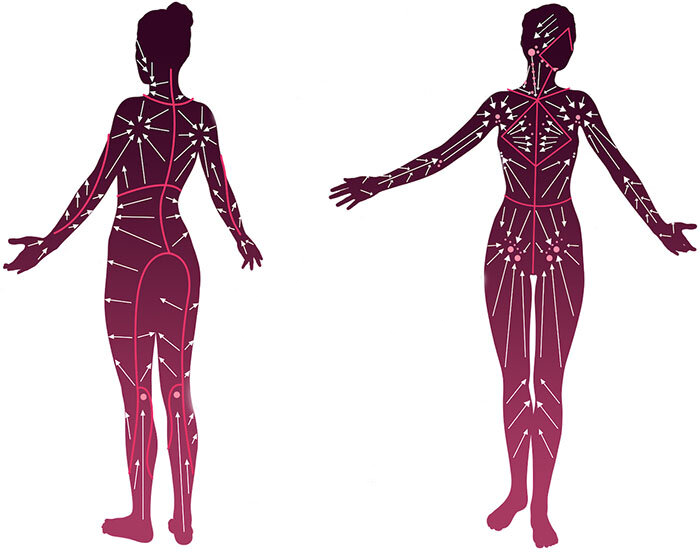 Движение лимфы в организме.
