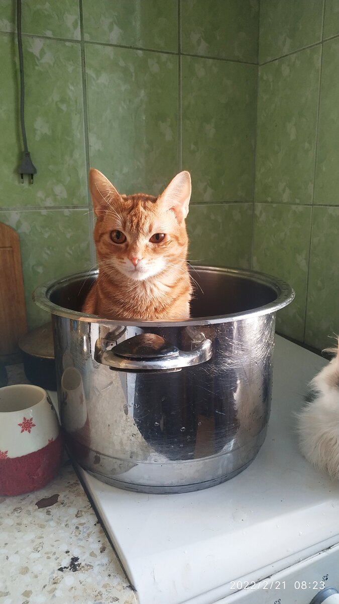 Вот такой у нас Саввушка Комаров.
