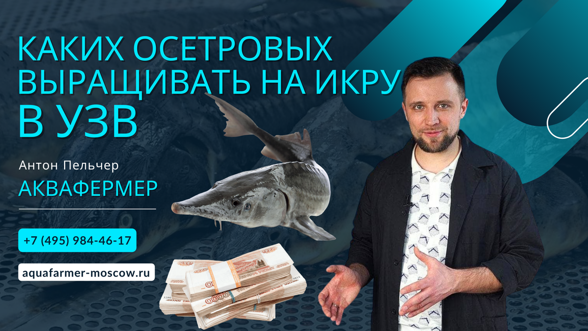 Как выращивать осетра в УЗВ: оборудование, технологии, питание и реализация 