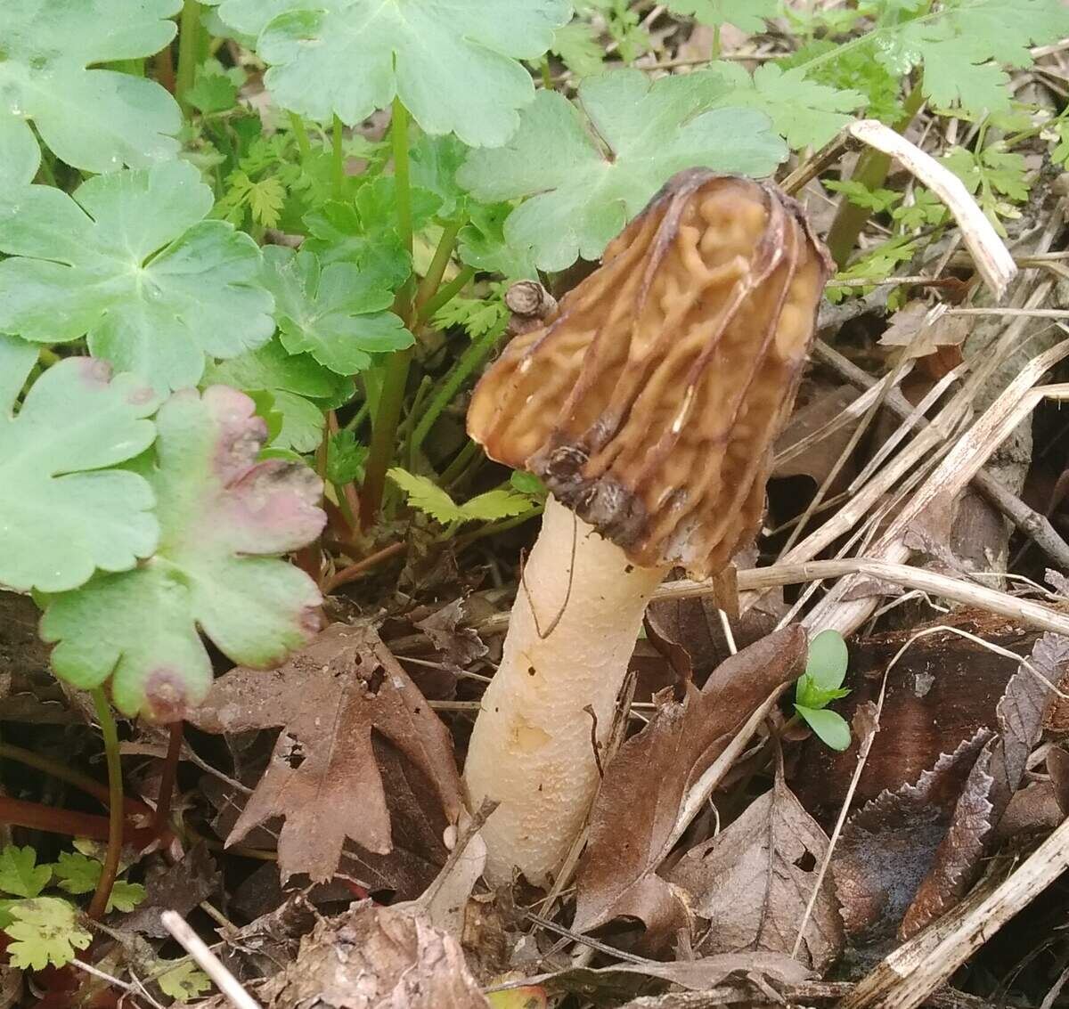 Шапочка или полусвободный? Я в замешательстве (фото пользователя Нина Ричи)