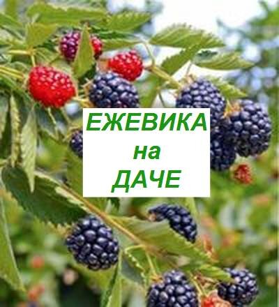 ежевика выращивание