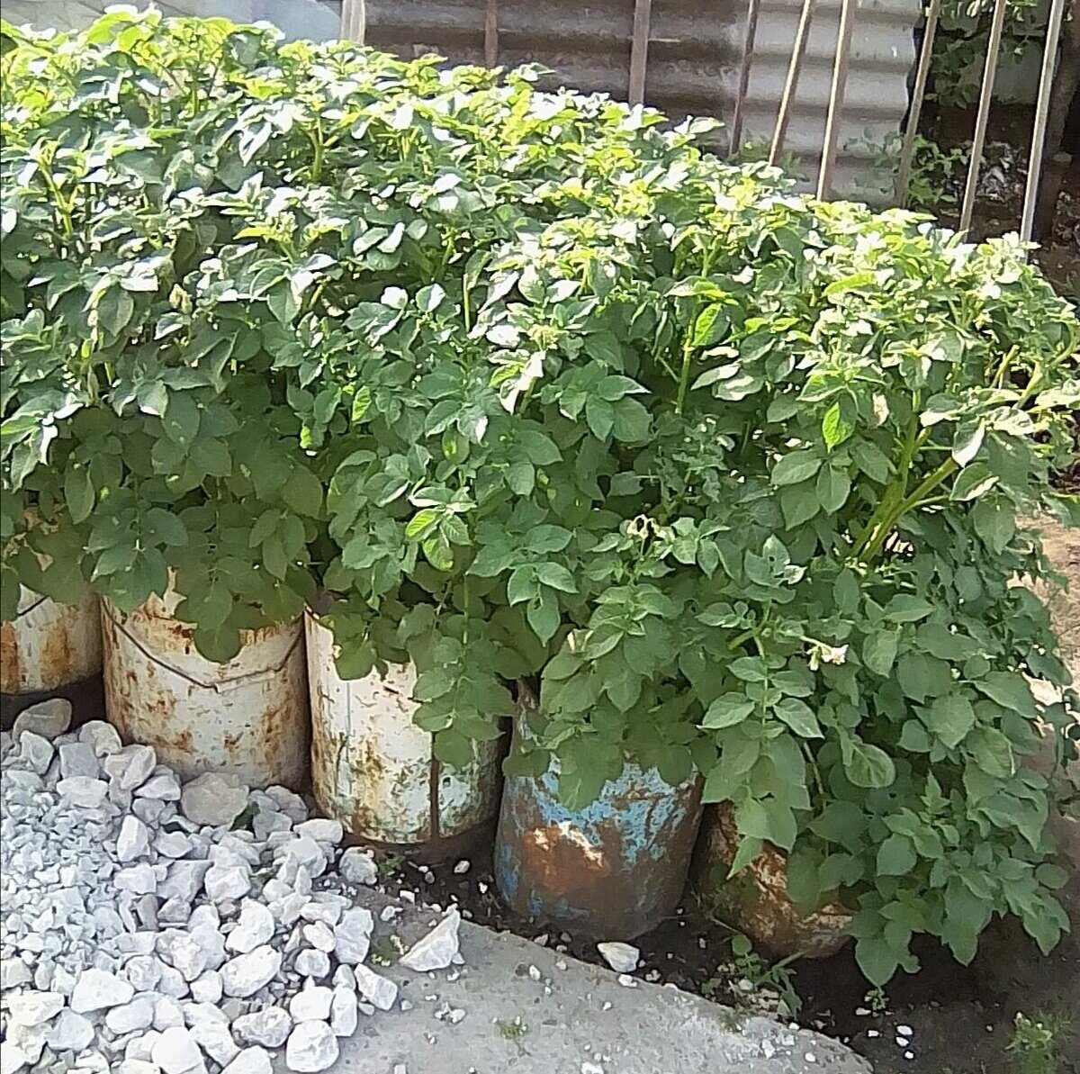 Выращивание картофеля в старых вёдрах. 