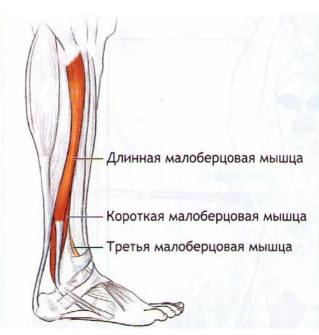 Группы мышц голени. Малоберцовая мышца голени. Длинная малоберцовая мышца голени. Длинная малоберцовая мышца и короткая малоберцовая. Мышцы голени латеральная группа мышц голени.