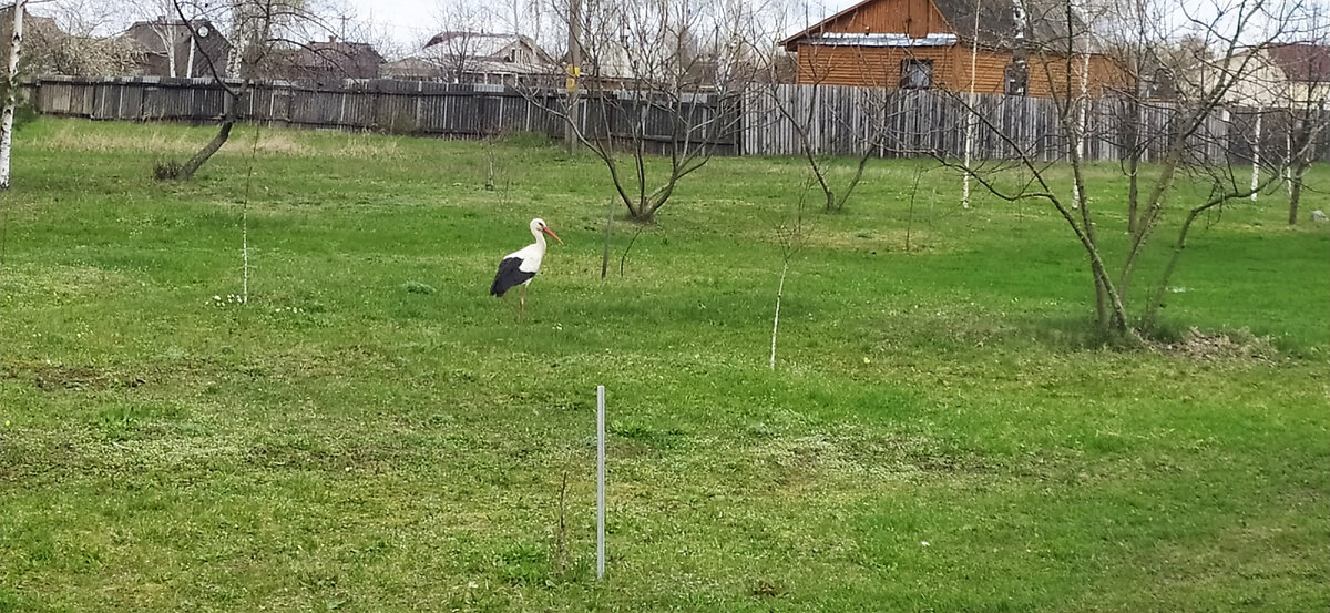 Естественный покров почвы 