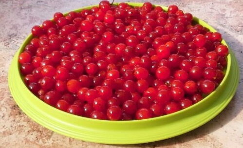 Калина, которую я перебрала