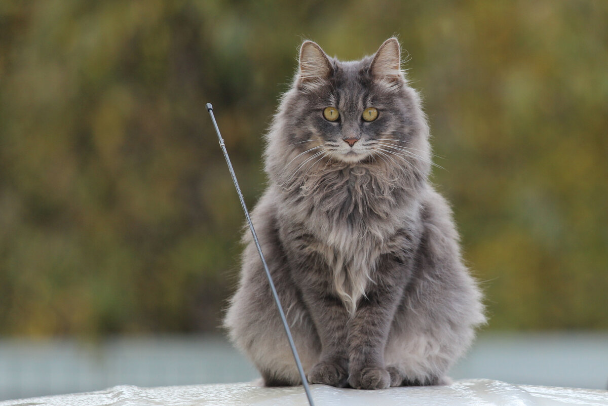 Мята Золотая Середина