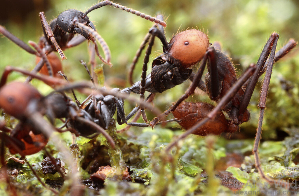 Название армейского муравья. Эцитоны Бурчелли. Муравьи Бурчелли. Армейские муравьи-солдаты (Eciton burchellii). Кочевые муравьи.