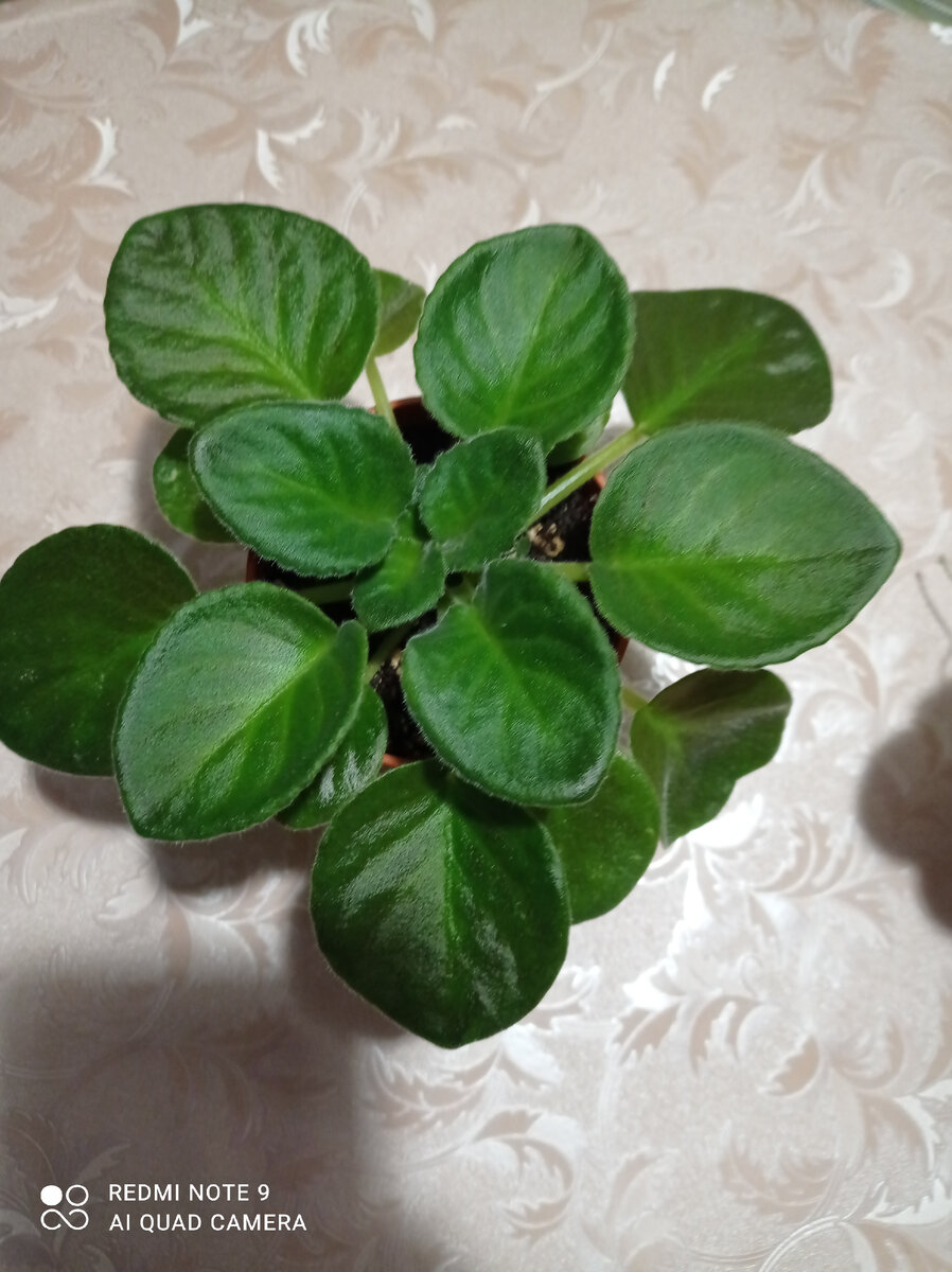 Розетка ровная и аккуратная. Листочки зелёные и блестящие... Ну просто пышут здоровьем 🧚‍♀️. Правда нет цветочков ☝. 