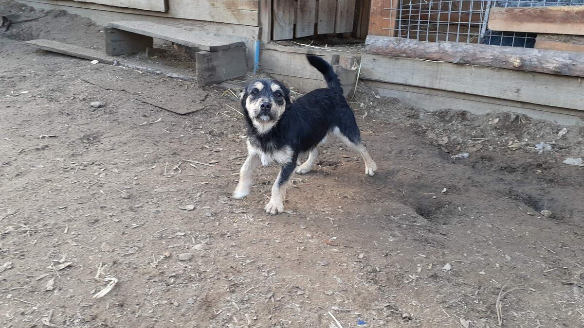 Дениска. Эта крошка должна быть домашней!