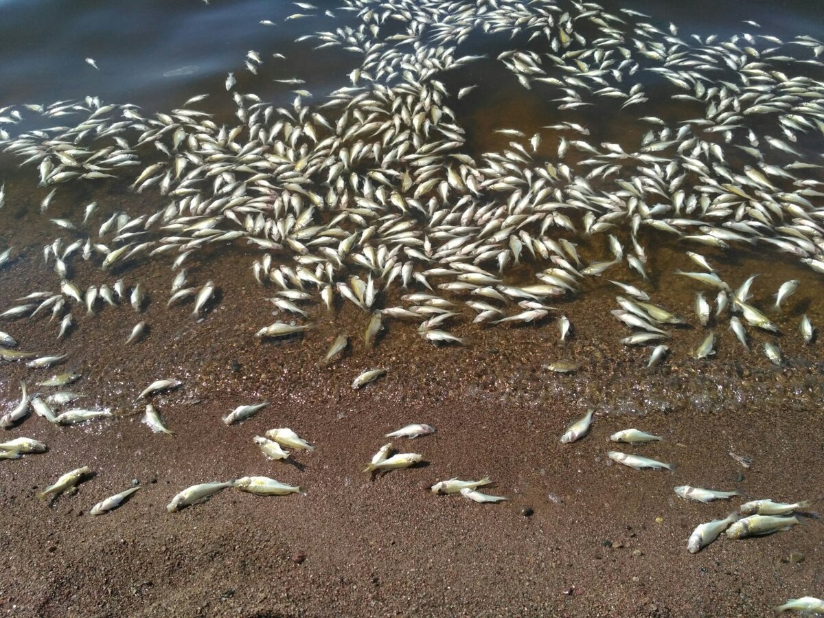 Залей рыбу водой. Дохлая рыба финский залив. Мор рыбы. Финский залив мертвые рыбы. Мертвая рыба на берегу.