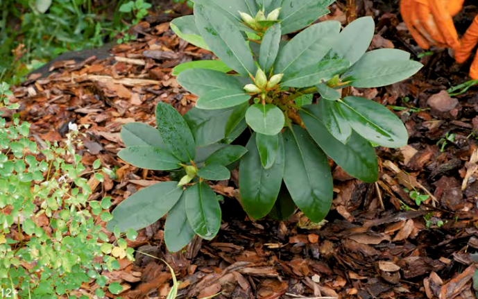 Уход за рододендроном