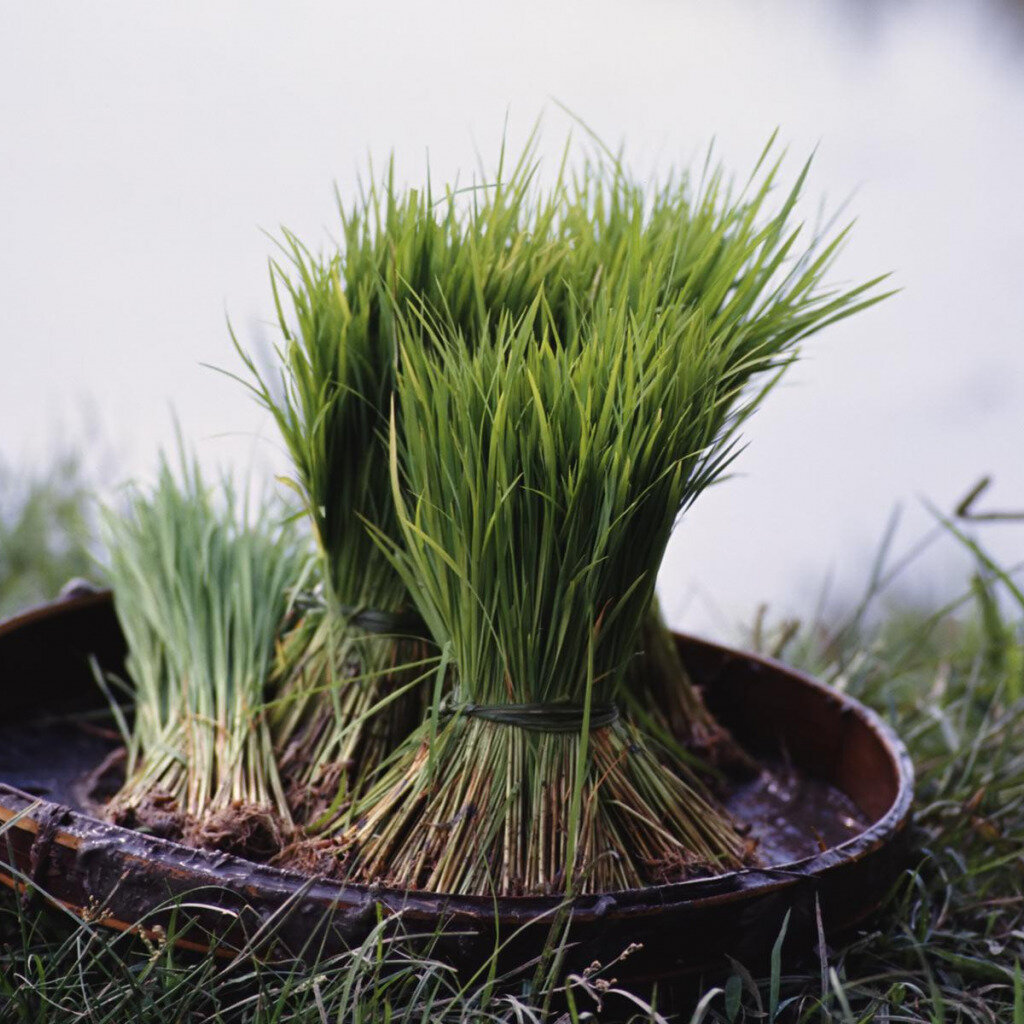 Фото изъято из ресурсов интернета 