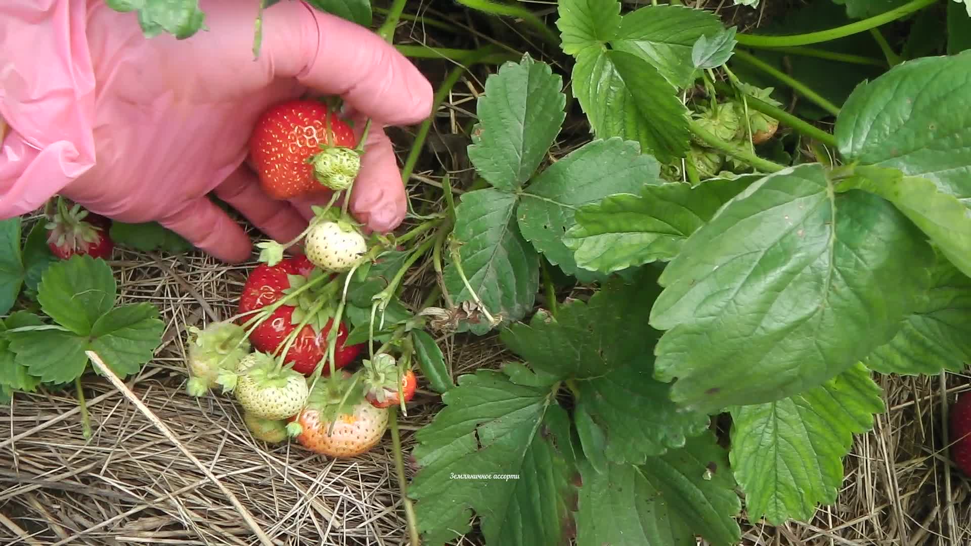 Саженцы земклуники холковская купить в Москве по цене от 100 рублей