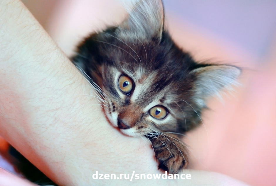 Укус кошки: что делать, чем лечить, какие признаки бешенства могут быть у человека