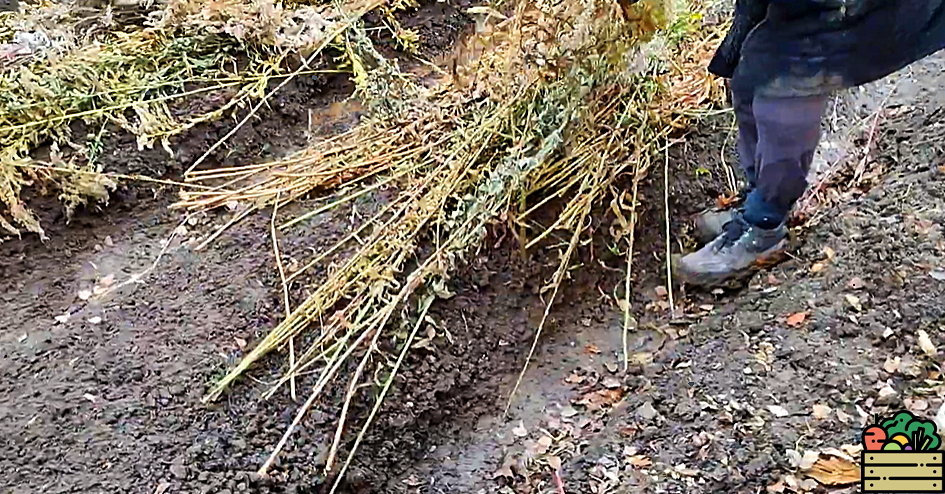 Рассказываю, что быстро нужно сделать с озимым чесноком, если в ноябре резко стало тепло