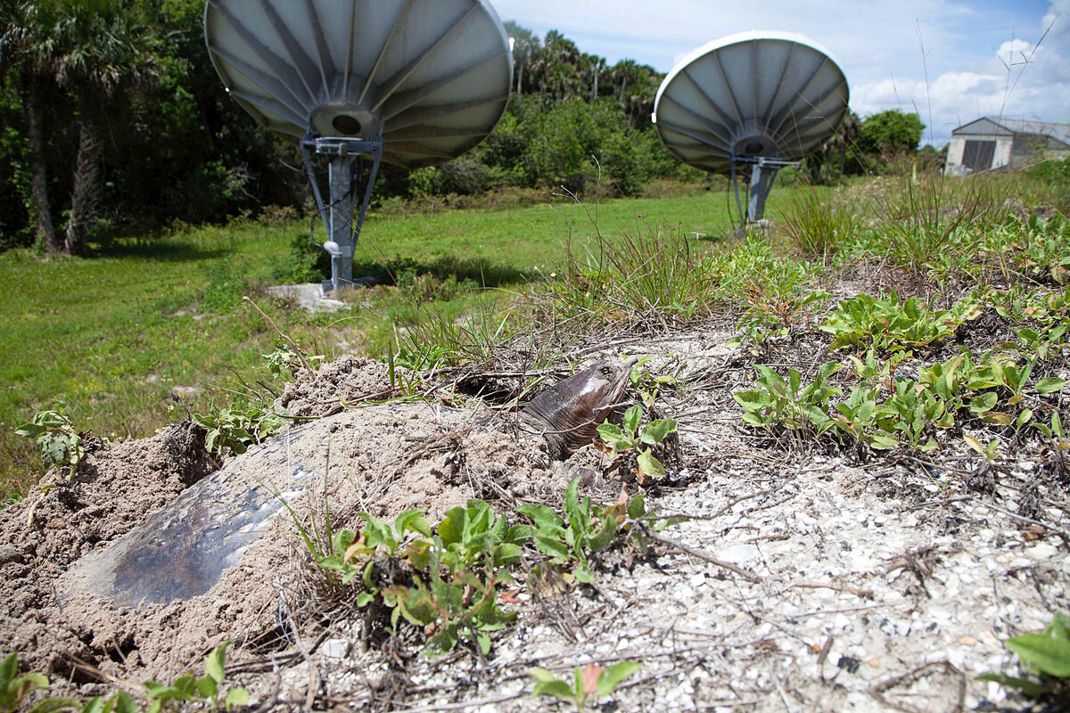 Поиск трионикса — увлекательное занятие для всех возрастов.