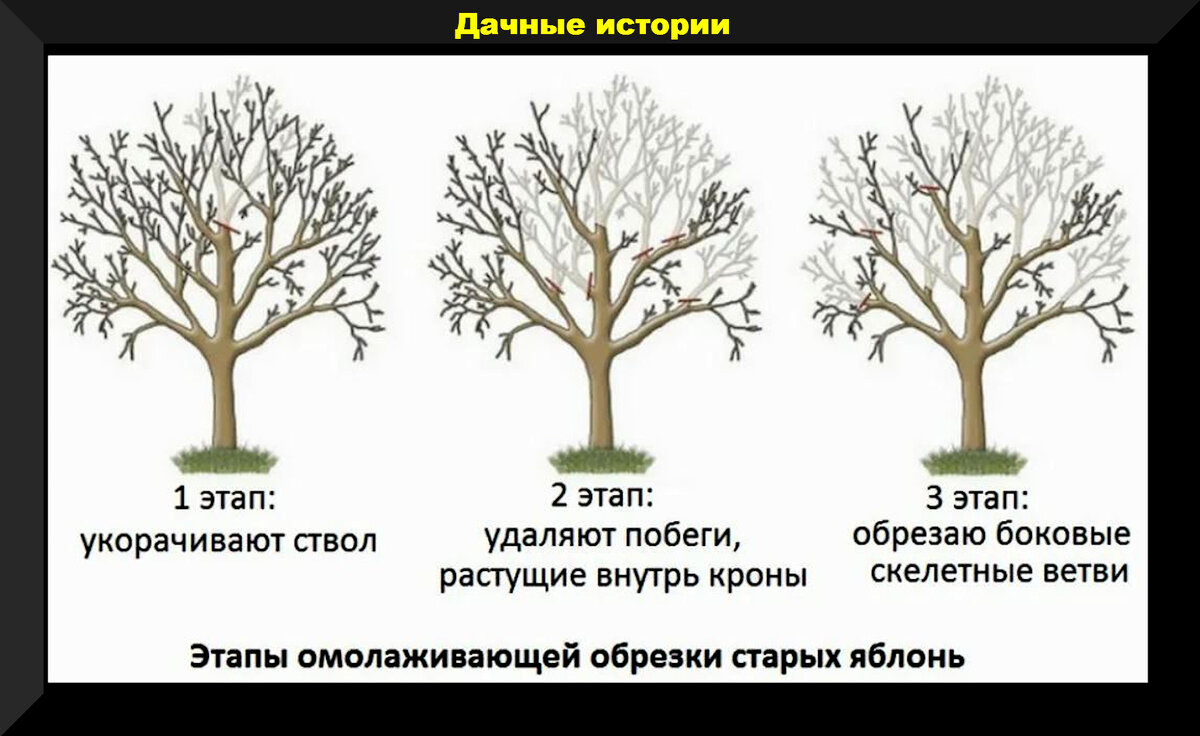 Чем обработать яблоню после обрезки весной. Схема обрезки яблони весной. Обрезка яблони весной схема. Правильная обрезка яблонь весной схема. Схема обрезки старой яблони весной.