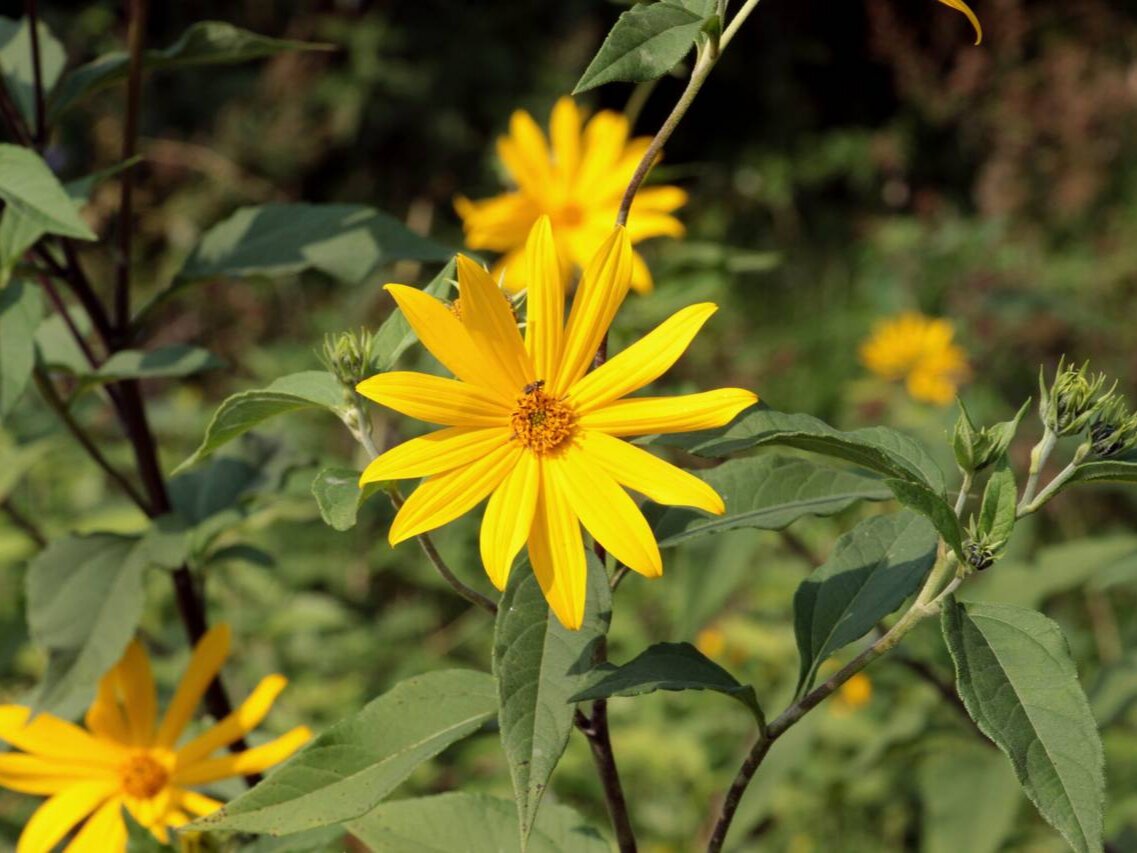 Цветущий топинамбур. Фото: plant.depo.msu.ru