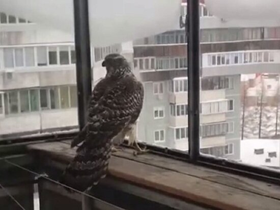   Кадр из видео