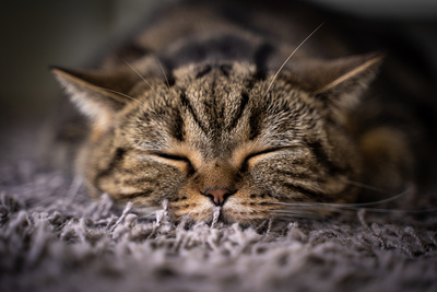    Кот спит © Adobe Stock