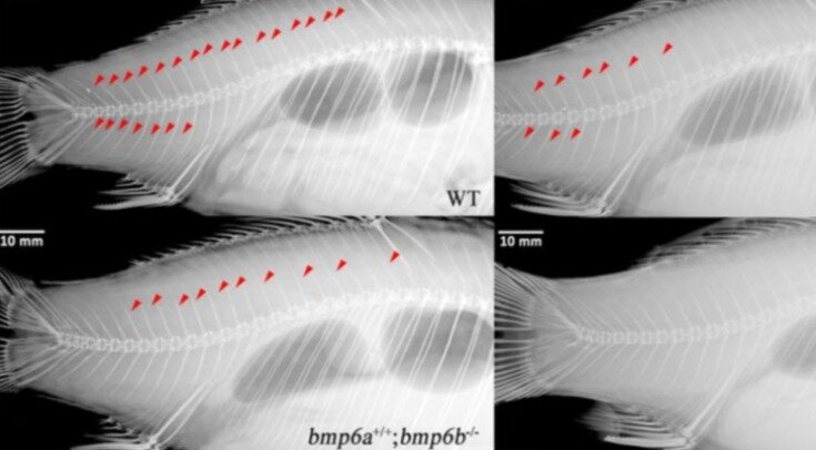   Youy Kuang et al. / biorXiv, 2022