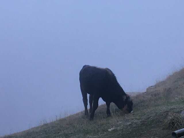 Встреча с бычком в горах