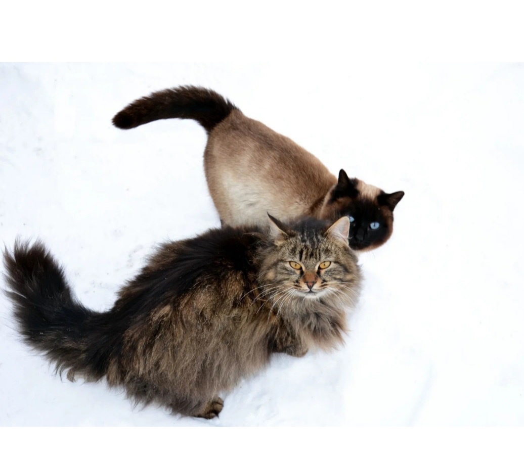 Фото из Интернета 