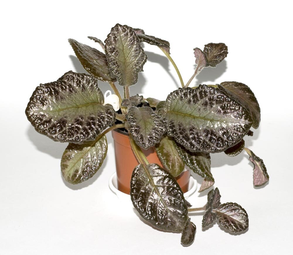 Листья почти не опушенные, яркая, контрастная эписция