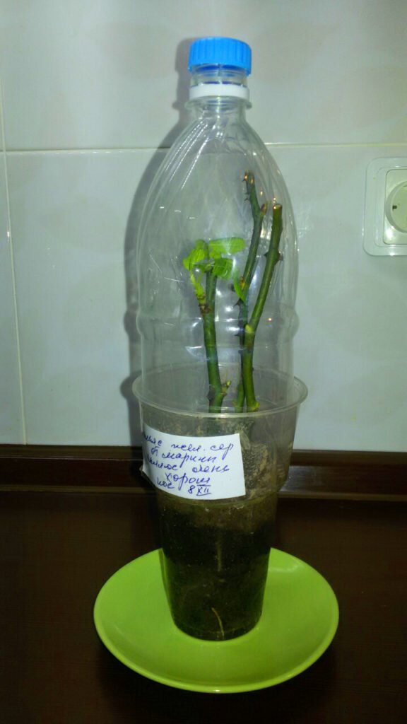 Поделюсь опытом выращивания роз из черенков, полученных после осенней обрезки в октябре или из подаренных зимой букетов. Жалко, ведь сколько замечательного посадочного материала может погибнуть, если не воспользоваться моим советом: