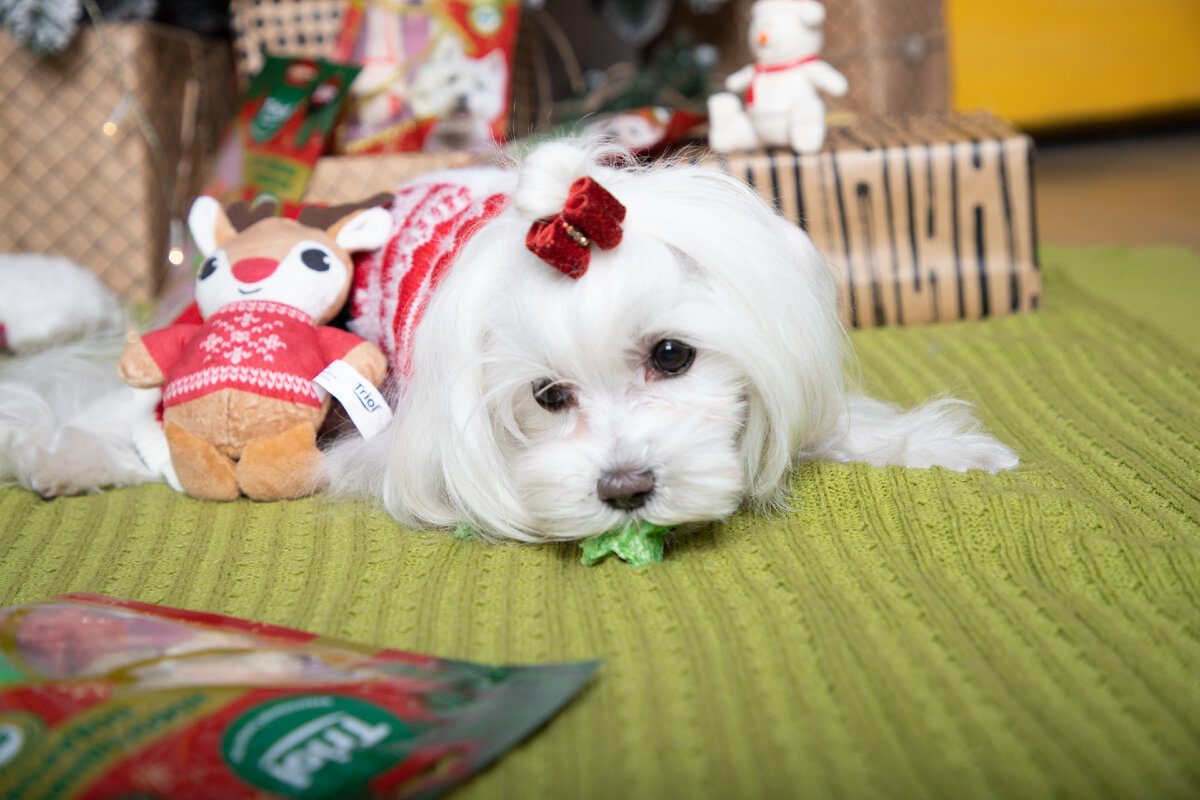 Новогоднее меню для собак: порадуйте питомца полезным банановым лакомством