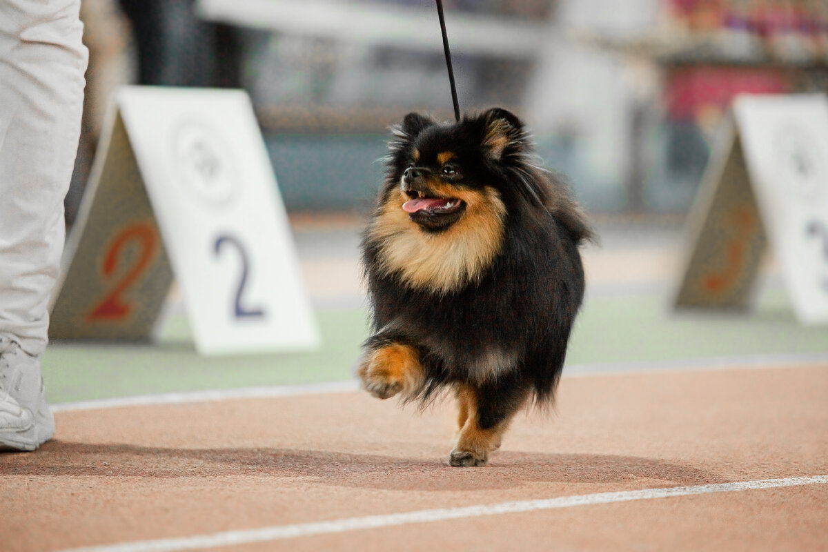 10 мес, первая юниорская выставка